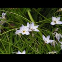 Ipheion uniflorum (fam. Alliacees) (Amerique du sud) (2)